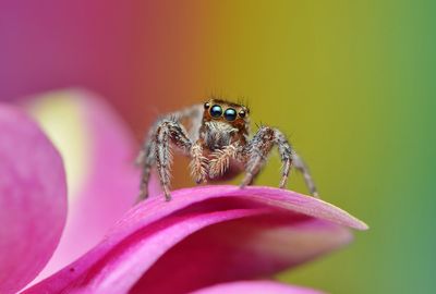 Close-up of spider on flower