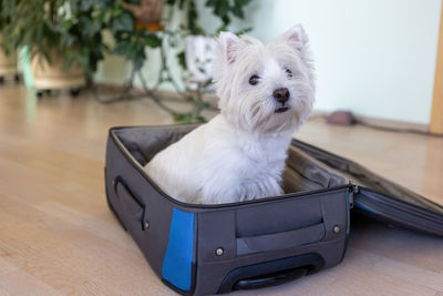 West highland white terrier sits in a travel bag. a white dog in a suitcase