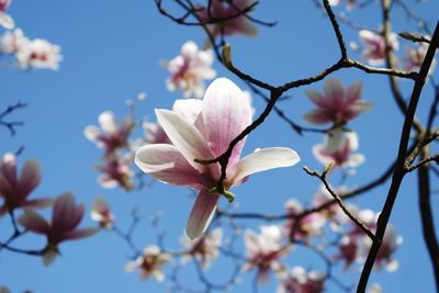 Close-up of pink cherry blossoms against sky