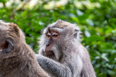 Close-up of monkey looking away