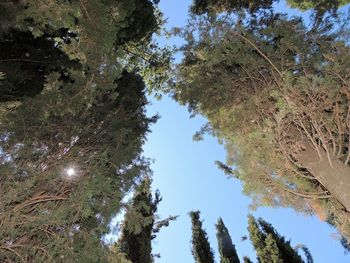 Low angle view of trees against sky