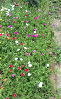 High angle view of pink flowering plants on field