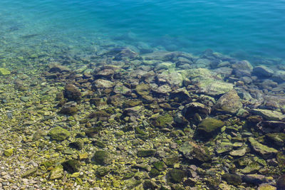 Close-up of coral in sea