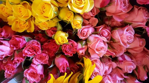 Full frame shot of multi colored roses