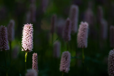 Close-up of flowering plant on field