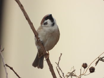 Low angle view of bird perching on branch