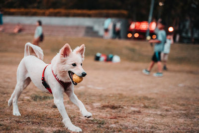 View of dog running