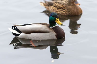 Duck swimming on lake