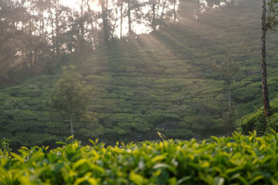 Scenic view of trees growing on field