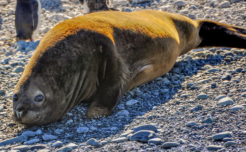 Close-up of sea lion on pebbles at beach