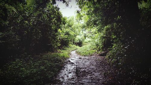 Scenic view of forest