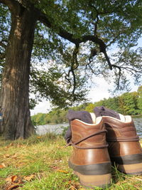 Low angle view of tree trunks on field