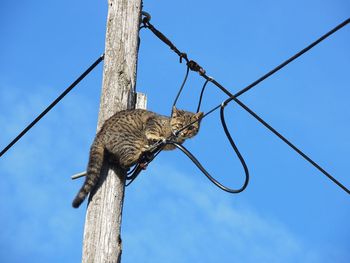 Low angle view of bird perching on cable against clear blue sky