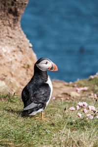 Close-up of puffin on a cliff 