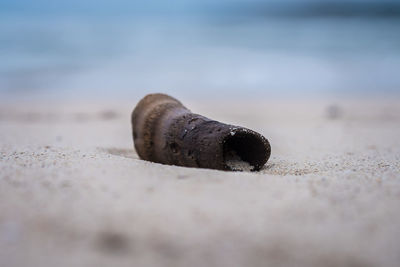 Close-up of shell on sand at beach