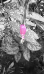 Close-up of pink flower blooming outdoors