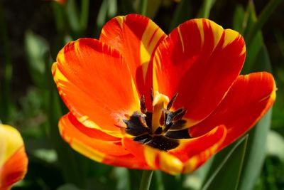 Close-up of orange flower