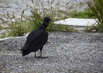 Bird perching on a field