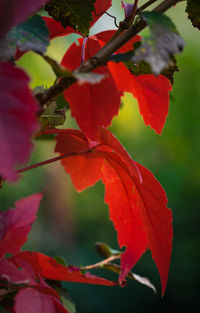 Close-up of red hibiscus plant