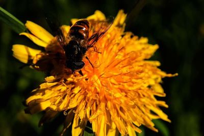 Close-up of bee on yellow flower