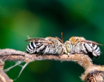Close-up of bees