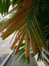 Close-up of palm tree