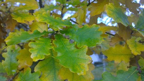 Close-up of green leaves