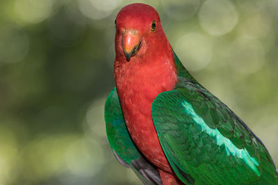 Close-up of king parrot