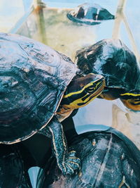 Close-up of a turtle in the sea