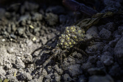 Close-up of dead plant on land