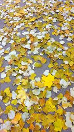 Full frame shot of yellow leaf