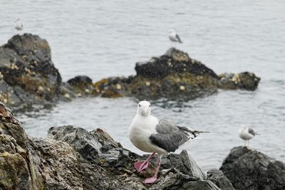 Seagulls perching on rock in sea