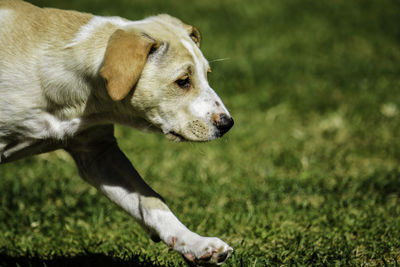 Close-up of a dog looking away