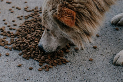 Close-up of a dog on pebbles