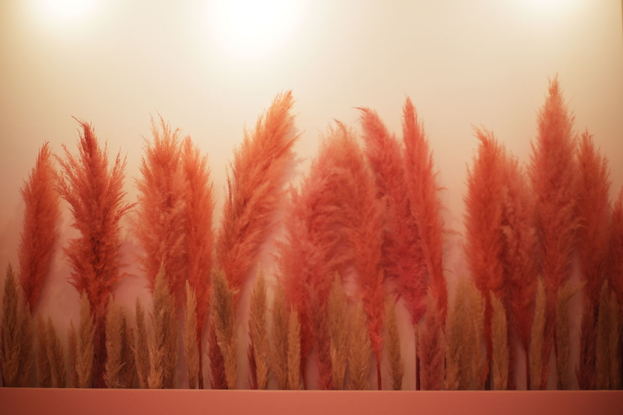 CLOSE-UP OF ORANGE PLANTS AGAINST SKY