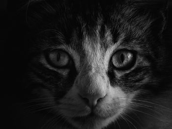 Close-up portrait of cat