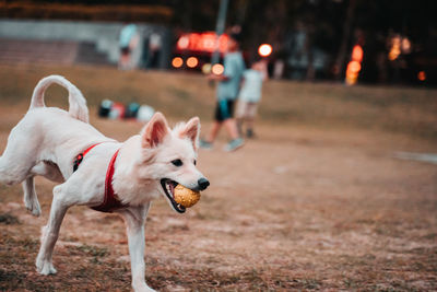 View of a dog looking away