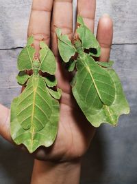 Close-up of hand holding leaves