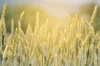 Close-up of wheat growing on field