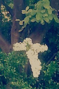 Close-up of white flowers