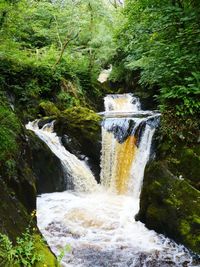 Scenic view of waterfall in forest