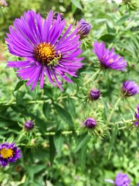 Close-up of purple coneflower blooming outdoors