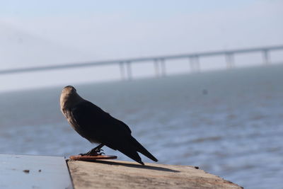 Close-up of bird perching against sea
