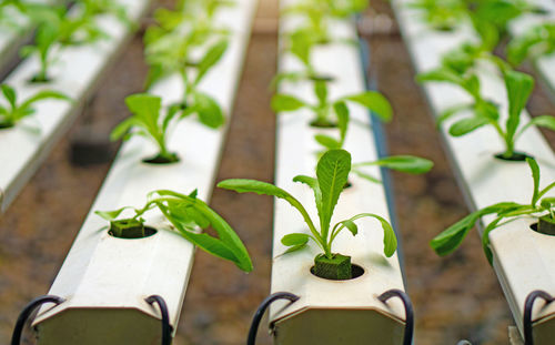 Close-up of potted plant leaves