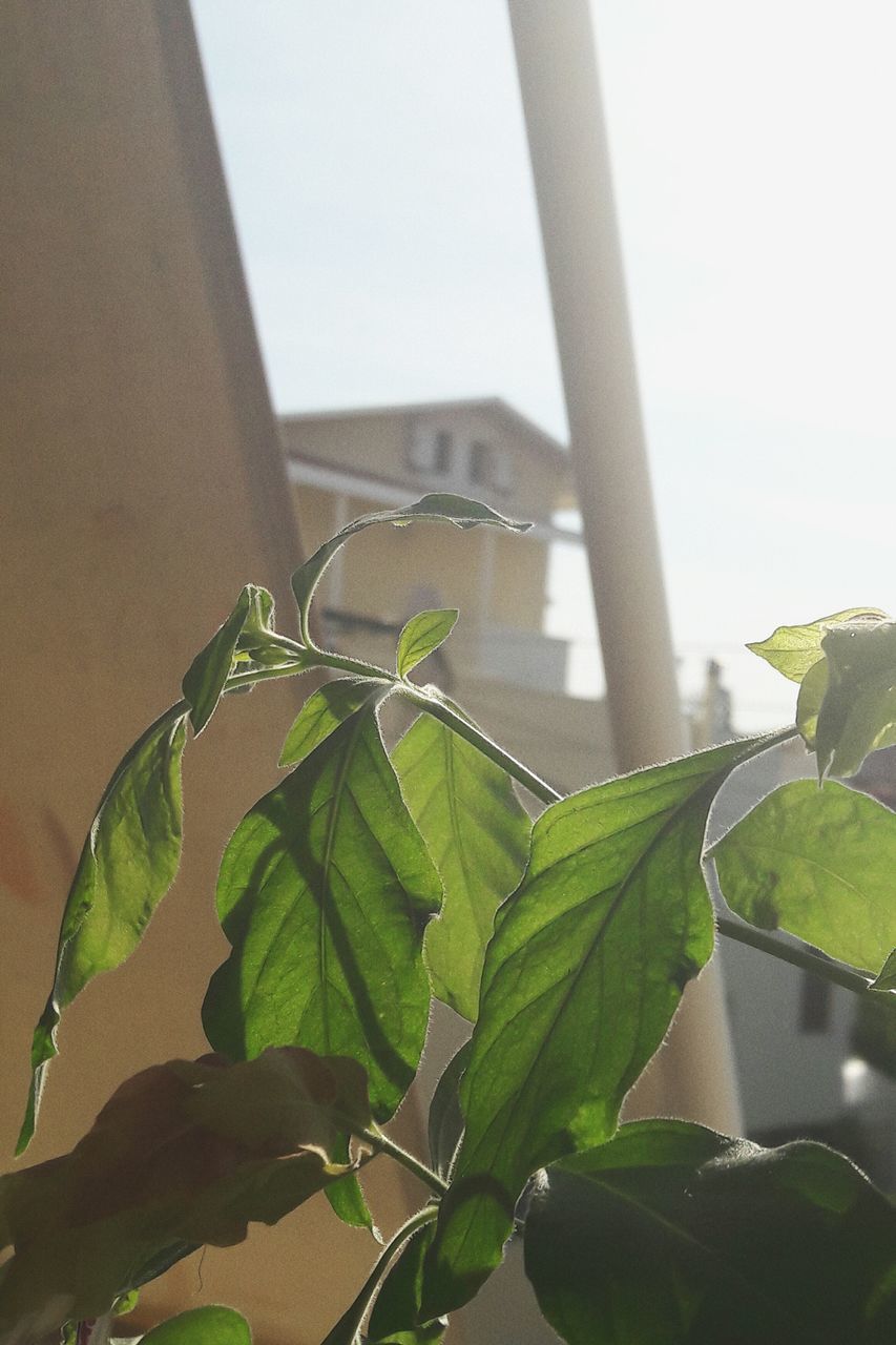 leaf, plant, close-up, green color, no people, day, growth, nature, fragility, freshness, low angle view, outdoors, beauty in nature, food, sky