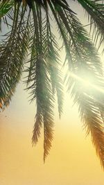 Low angle view of palm tree against clear sky