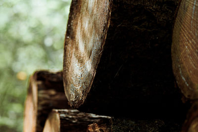 Close-up of tree trunk