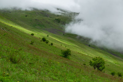 Scenic view of grassy field against sky