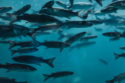 Fish swimming in sea