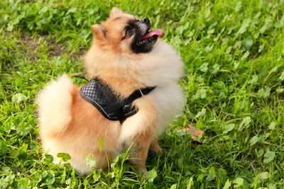 Side view of pomeranian on grassy field 